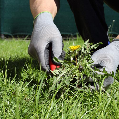 A man removes weeds from the lawn in the garden