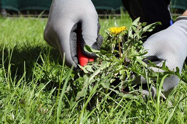 Weed Control