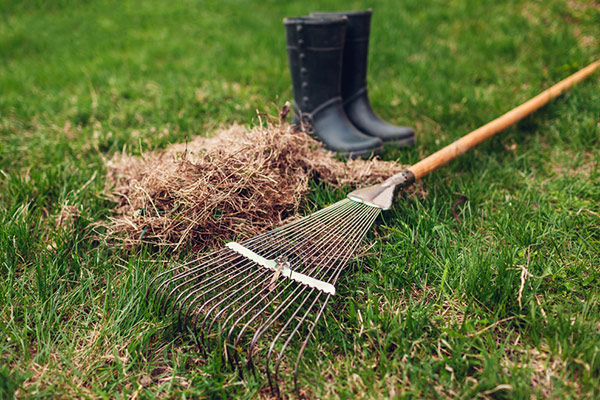 Dethatching