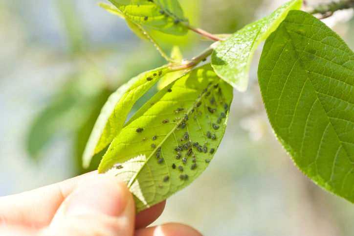 Pest and disease management