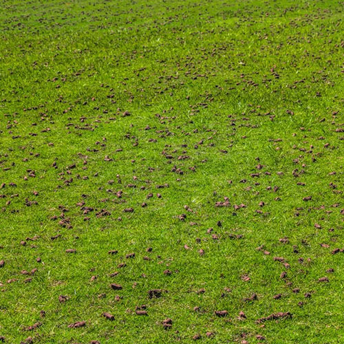 Lawn after aeration treatment