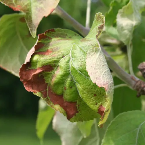 Effective treatments for leafs with pest