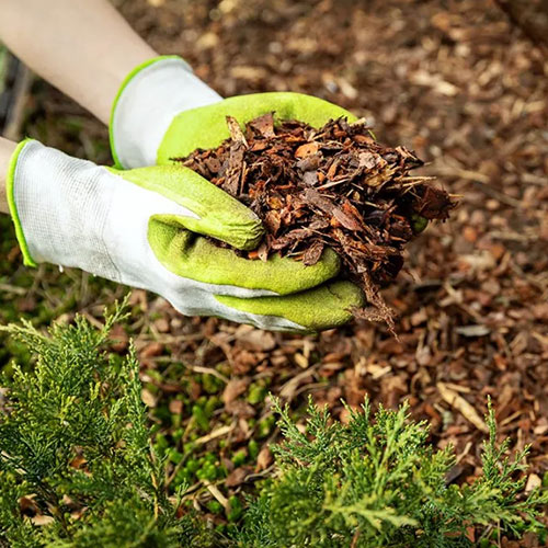 Applying mulch