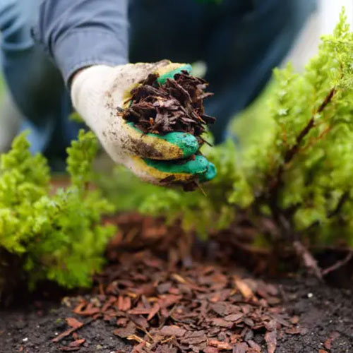 Soil preparation for mulching