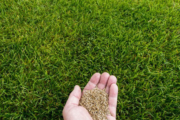 Seeding/Overseeding