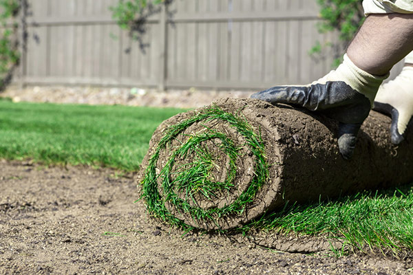 Sod installation