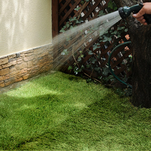Watering new sod