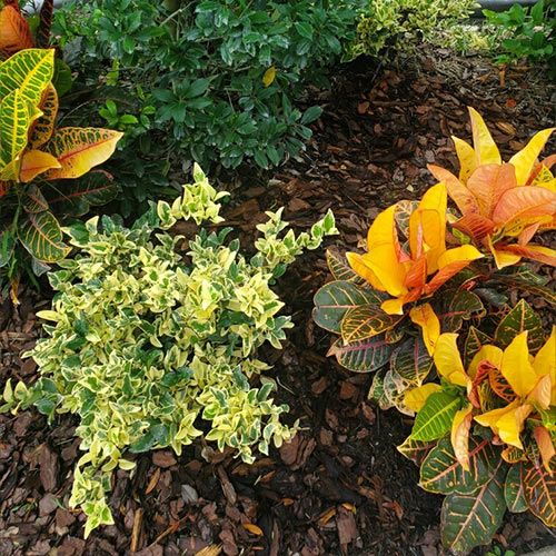 Maintenance after mulching
